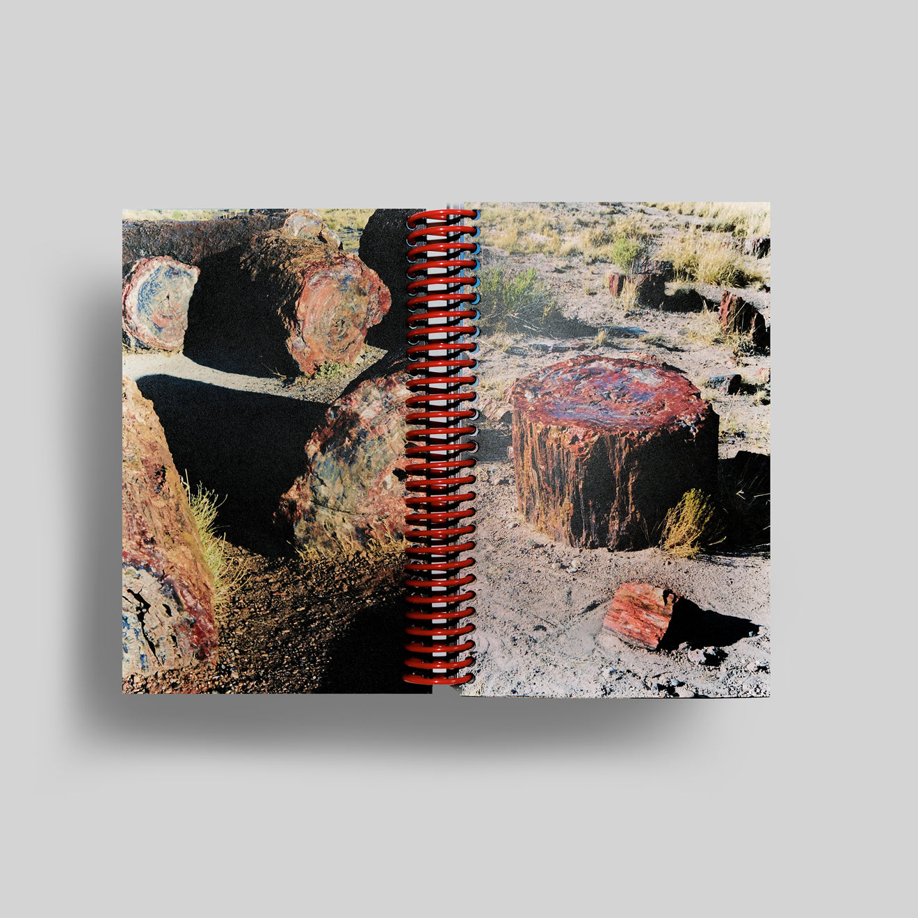 DESERT GRILL DOLLAR TREE FOSSILS TRAP