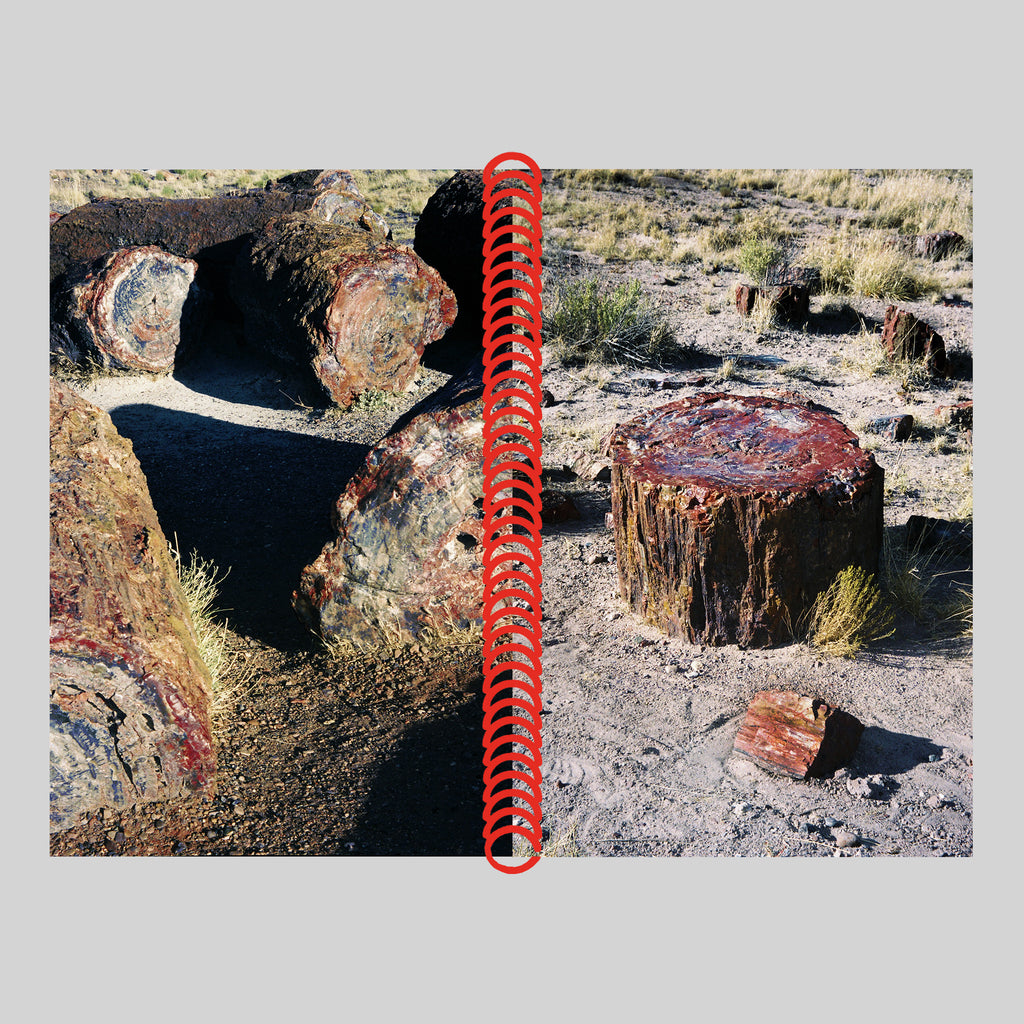 DESERT GRILL DOLLAR TREE FOSSILS TRAP