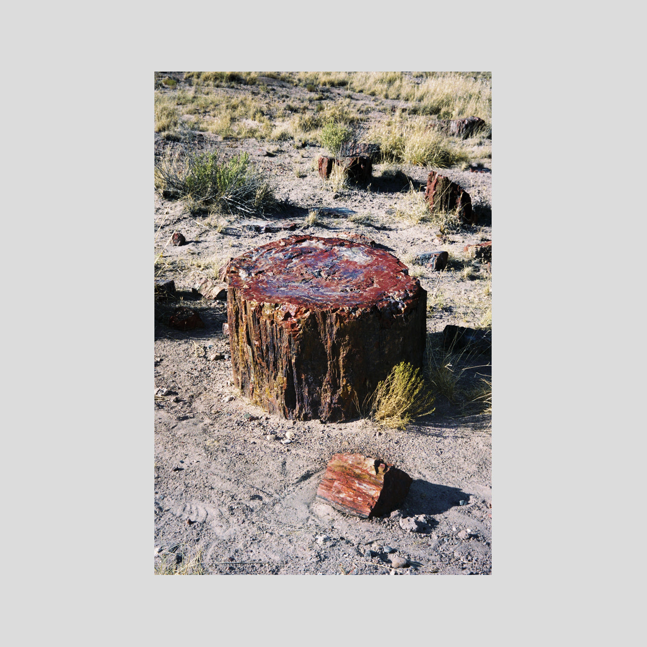 Petrified Forest 2 - A4